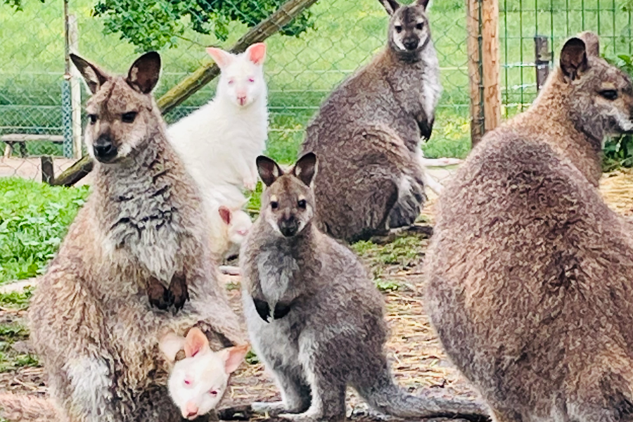 Wallabies - ©Domaine de la Ganne