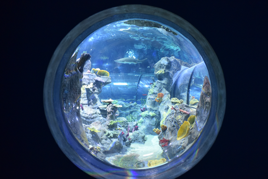 Odysseo Oceanarium - ©Odysseo Oceanarium