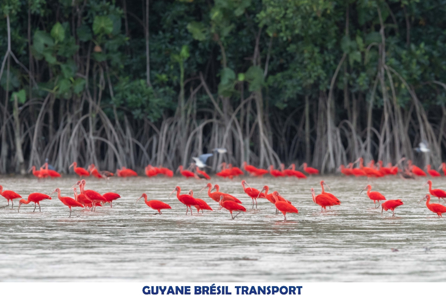 Ibis Rouges en arrivant à Ouanary - ©Guyane Brésil Transport