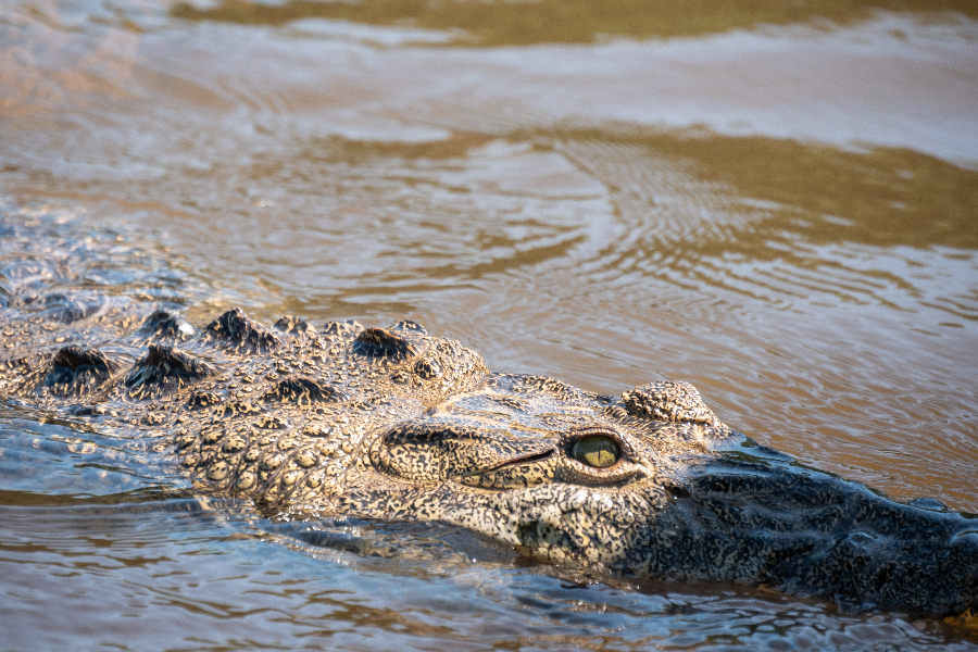 Crocodile à Rio Lagartos - ©Yann