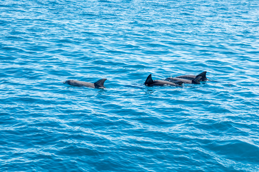 Observation de dauphins - ©FYB 2024