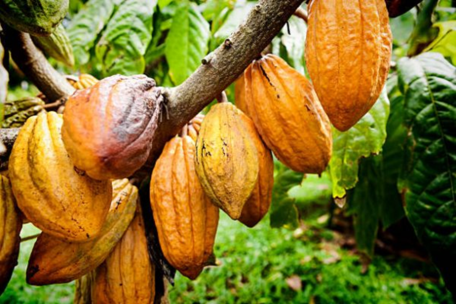 Route du Cacao - ©IVT