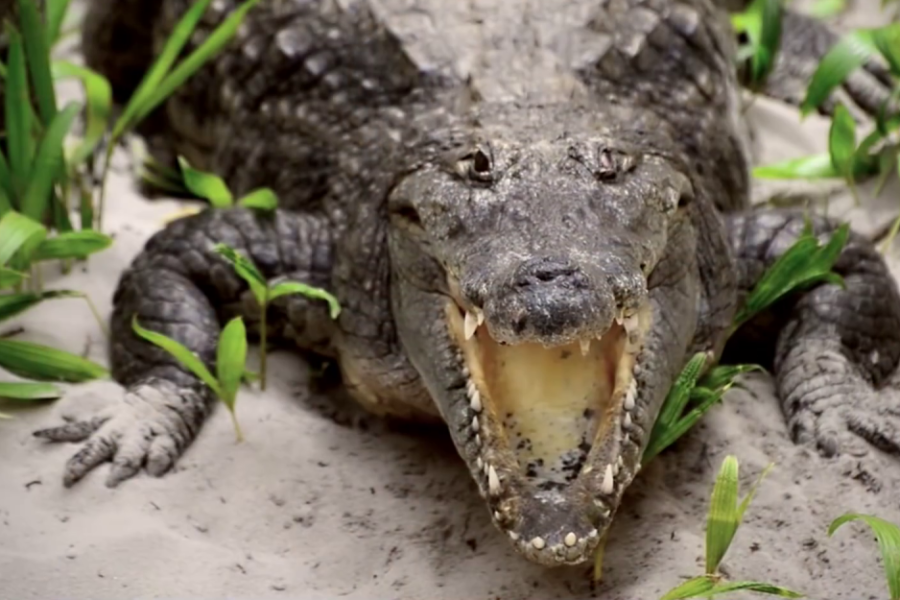 Crocodile - ©IVOIRE VOYAGES TOURISME