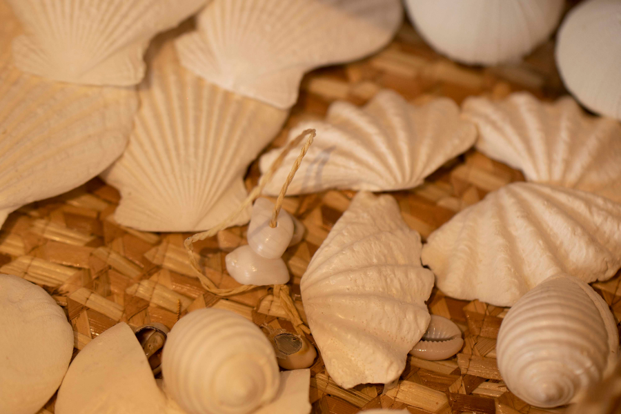 Coin boutique - ©World of Seashells