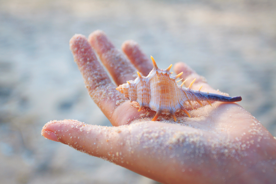 Coquillage - ©World of Seashells