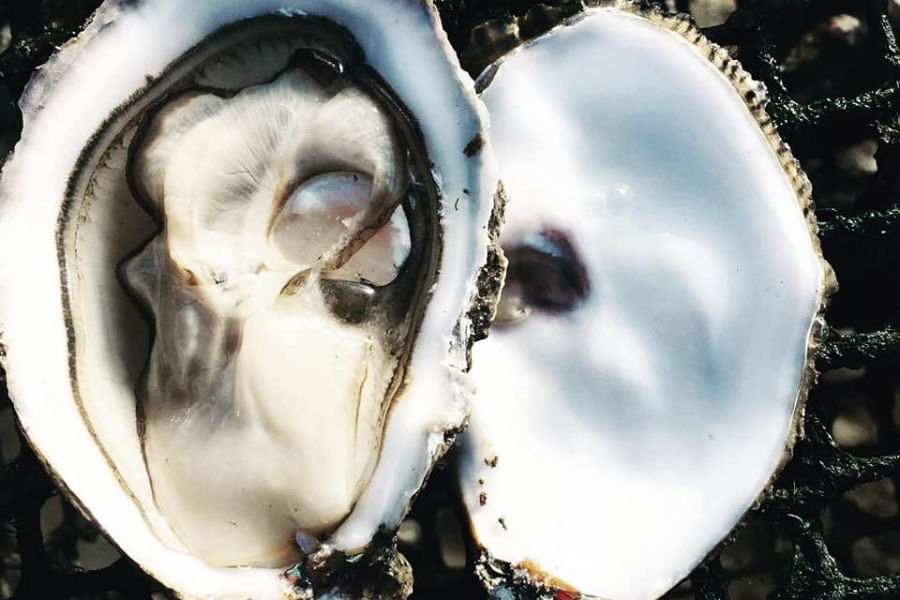 La spéciale chaumard : ronde, charnue avec une nacre blanche - ©Huîtres Le Guen Chaumard