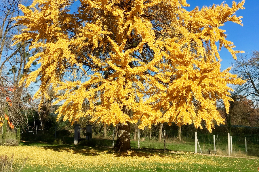 Parc du Domaine - ©Domaine de Pouzelande