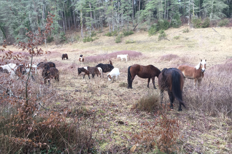 Les chevaux dans les bois - ©Domaine de Pouzelande