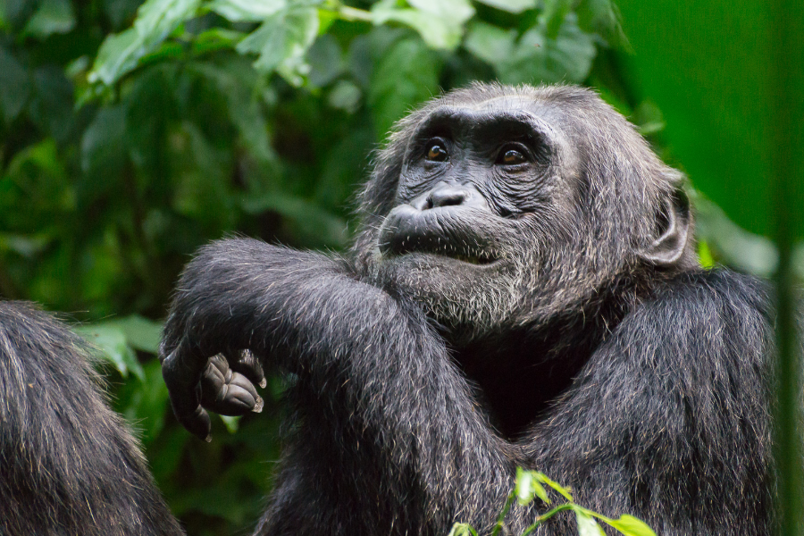 chimpanzee in Kibale forest national park, western Uganda - ©we reserve the right to use this picture