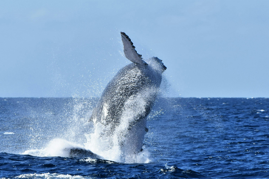 Baleine à Hermanus