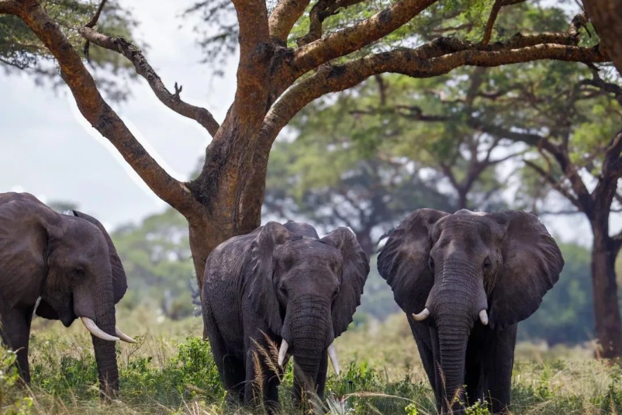 HOME TO AFRICA