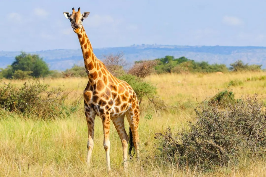 HOME TO AFRICA