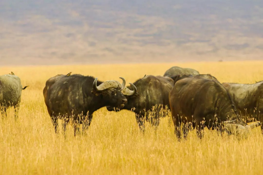 HOME TO AFRICA