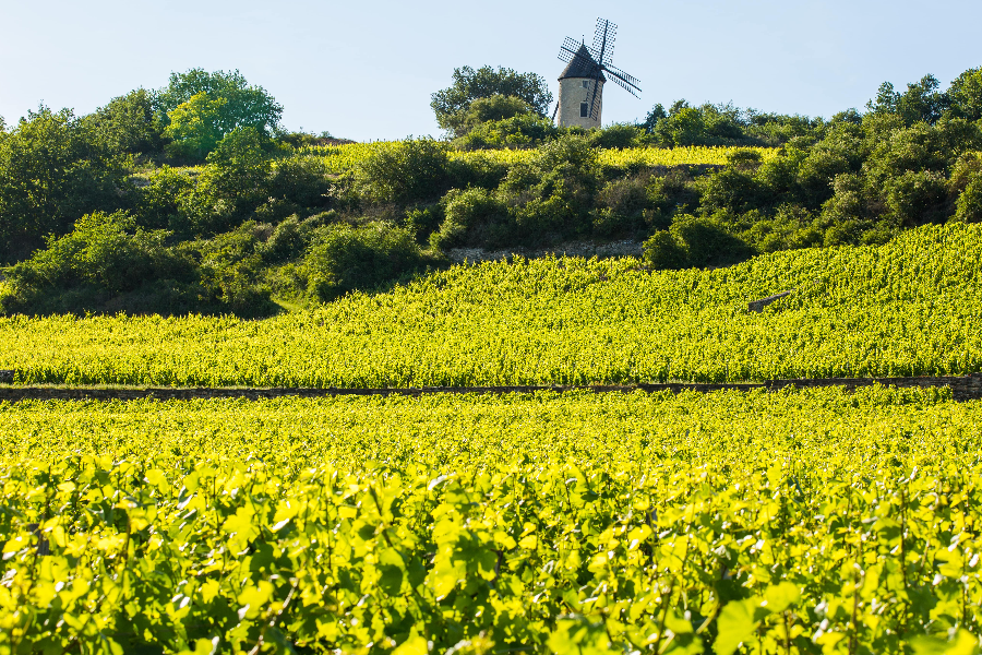 Gite-les-Sarments, paysage de vignes autour du gîte - ©constance.reny@gmail.com