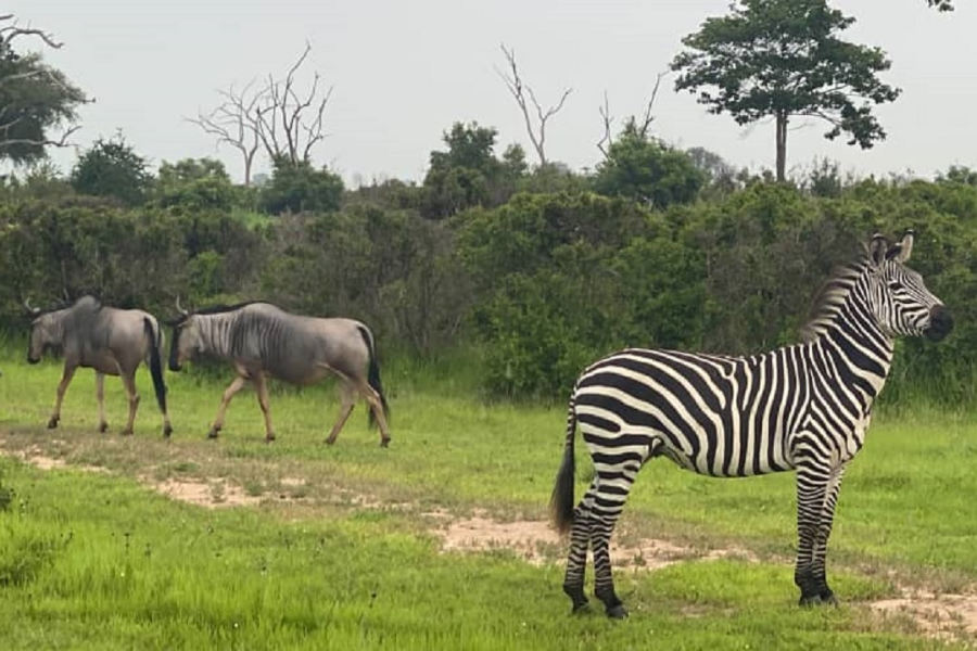 Zebra and Wildebeest - ©africanpangolinsafaris