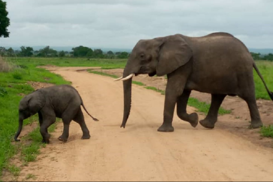 elephants - ©africanpangolinsafaris