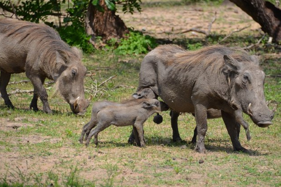 warthog - ©africanpangolinsafaris