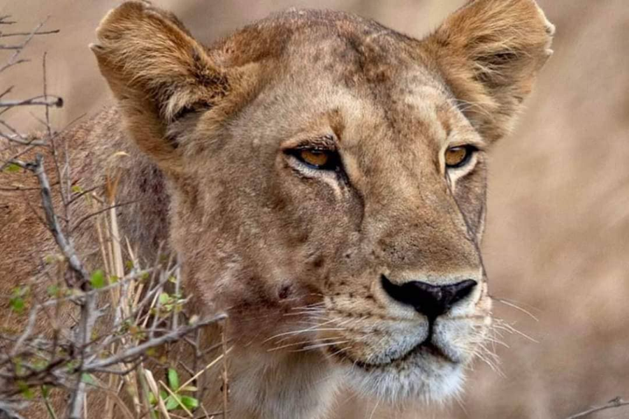 lion - ©africanpangolinsafaris