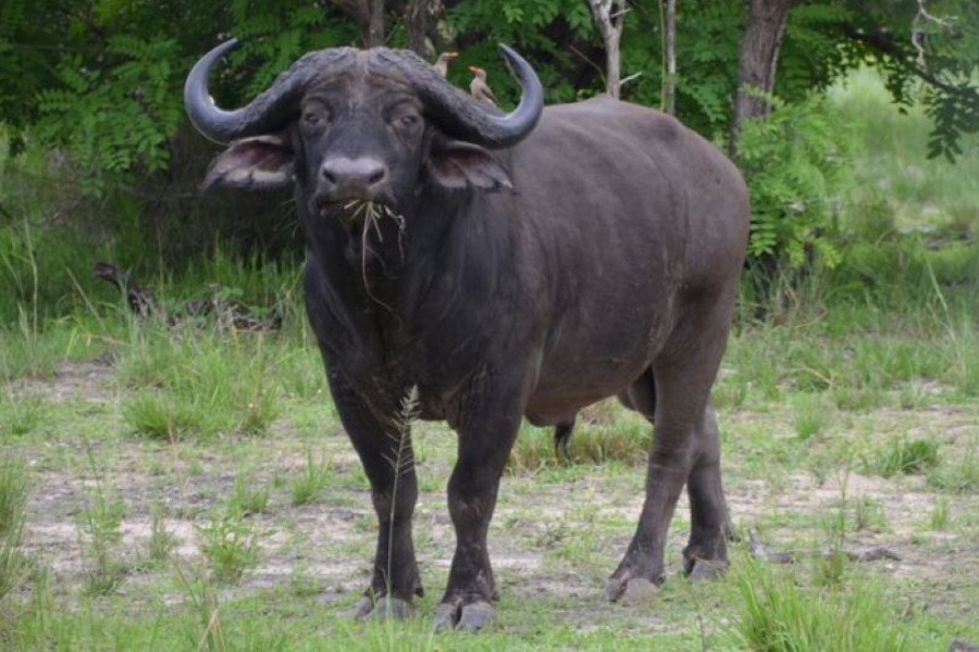 buffalo - ©africanpangolinsafaris