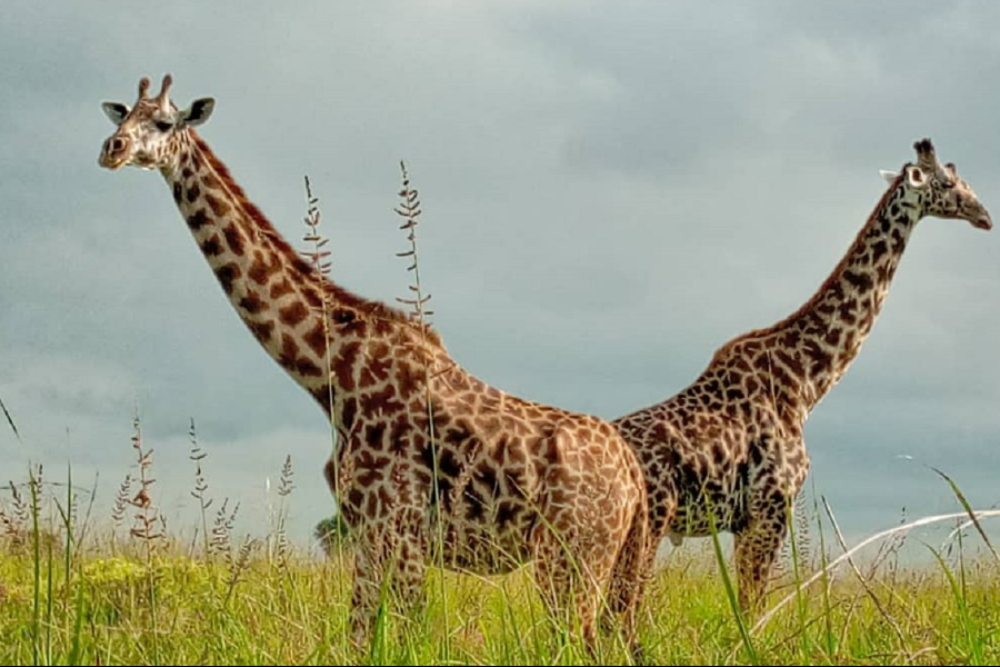 giraffe - ©africanpangolinsafaris