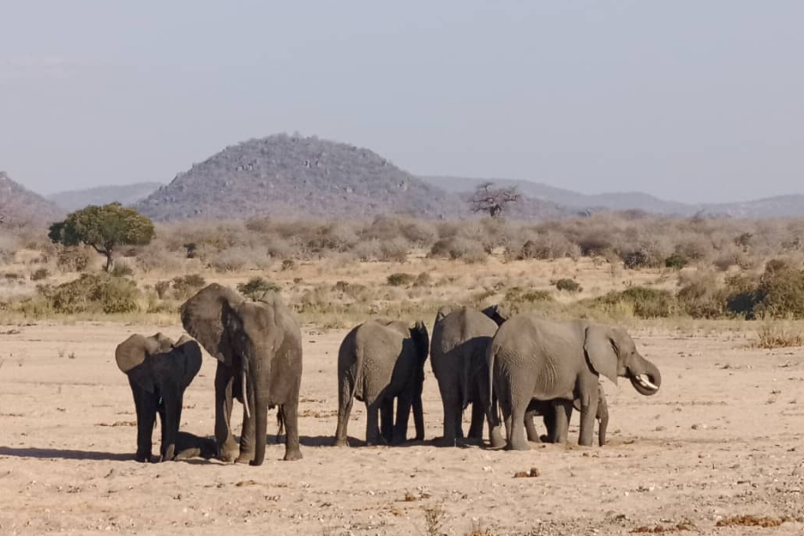 elephants - ©africanpangolinsafaris