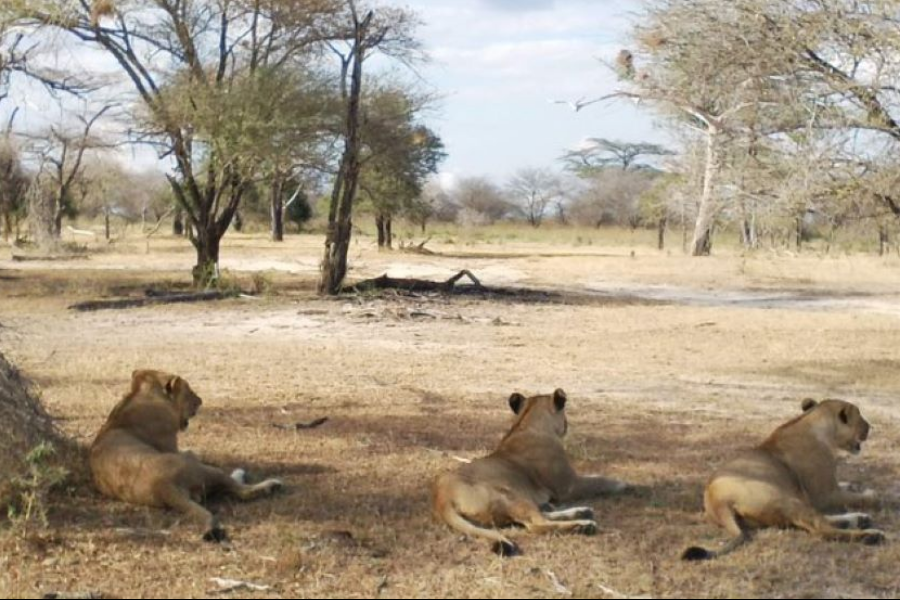 3 lion - ©africanpangolinsafaris