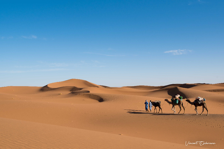 La caravane de dromadaire - ©Mélodie du désert