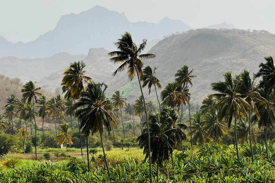 Banana Plantation - ©Rural Tours