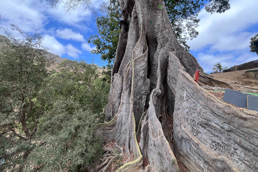 Kapok tree - ©Rural Tours