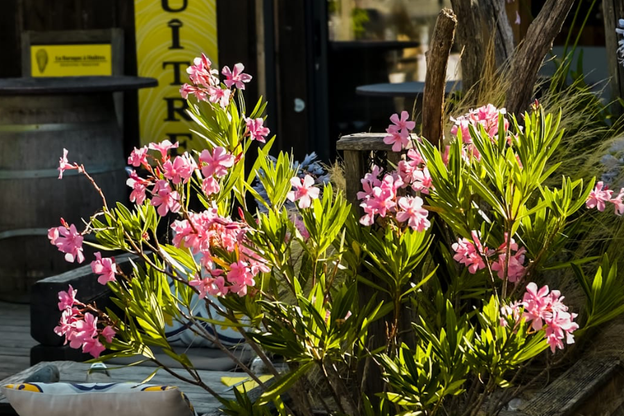 LA BARAQUE À HUÎTRES
