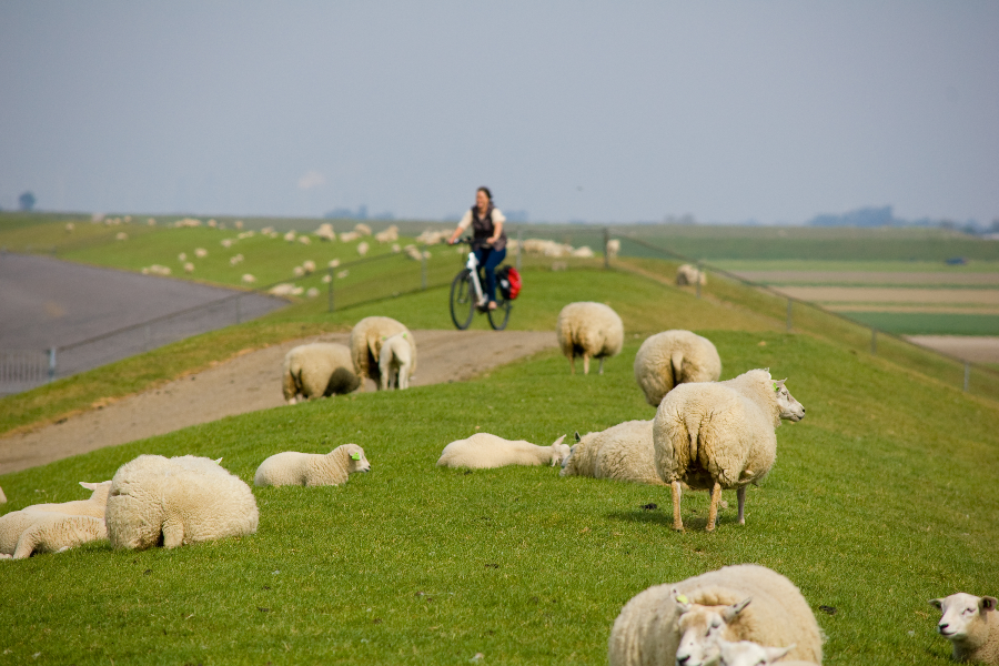 faire du vélo aux Pays-Bas
