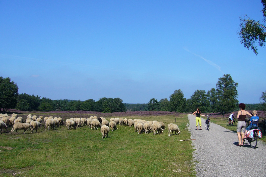 Veluwe