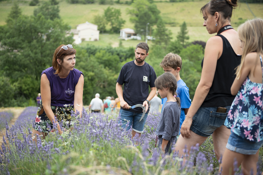Activité dans les champs de lavande