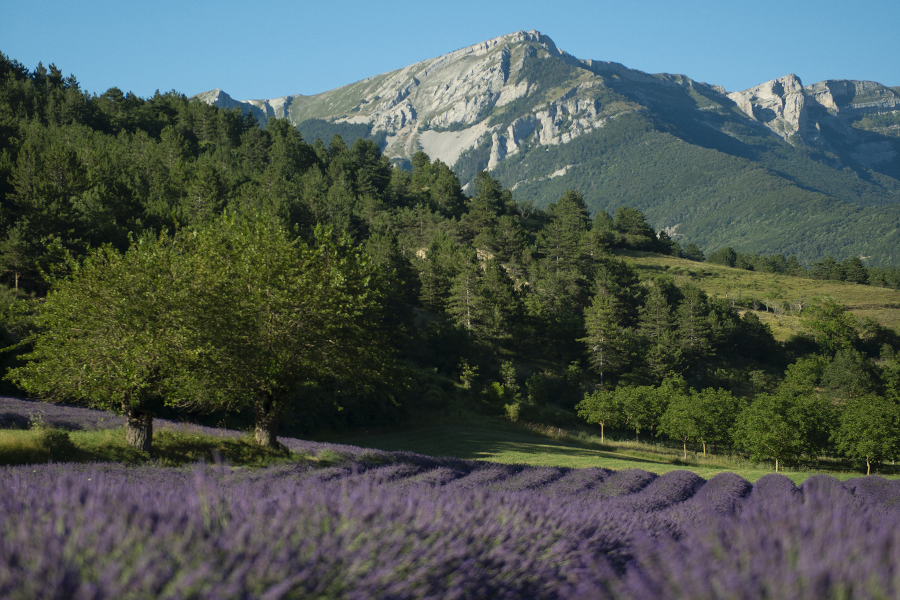 Paysage de lavande Drôme