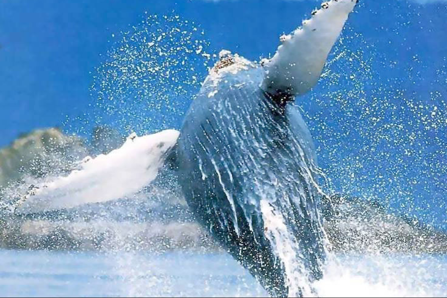 Baleine Bassa Californie - ©Mexique Découverte