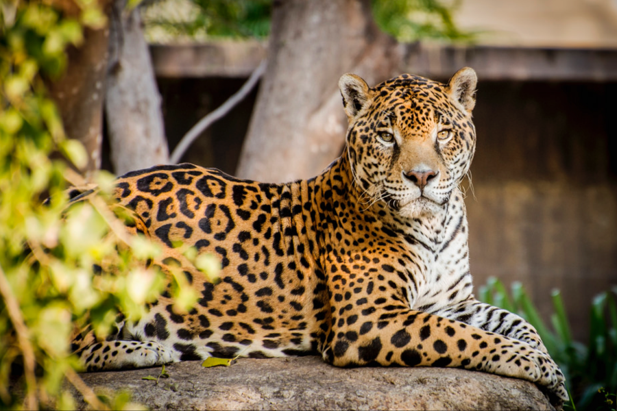 Jaguar dans le sud du pays - ©Mexique Découverte