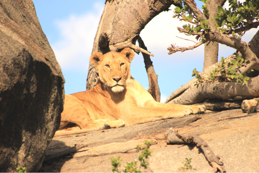 Lioness Serengeti National Park, Tanzania - ©Loreto Rocha