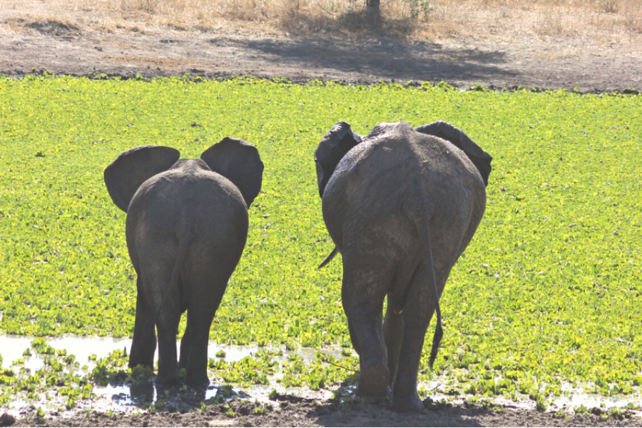 Elephant Herds in Tarangire National Park, Tanzania - ©Loreto Rocha
