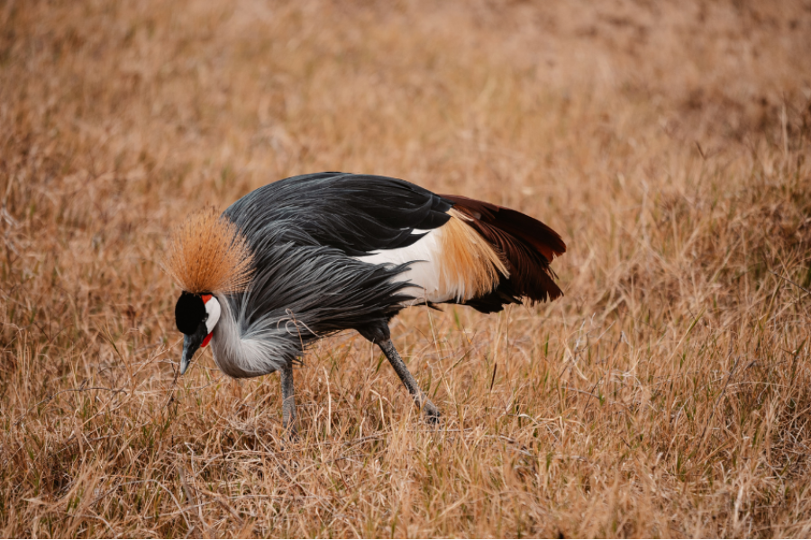 Birds watching on safari, Serengeti National Park - ©Greg Adventures