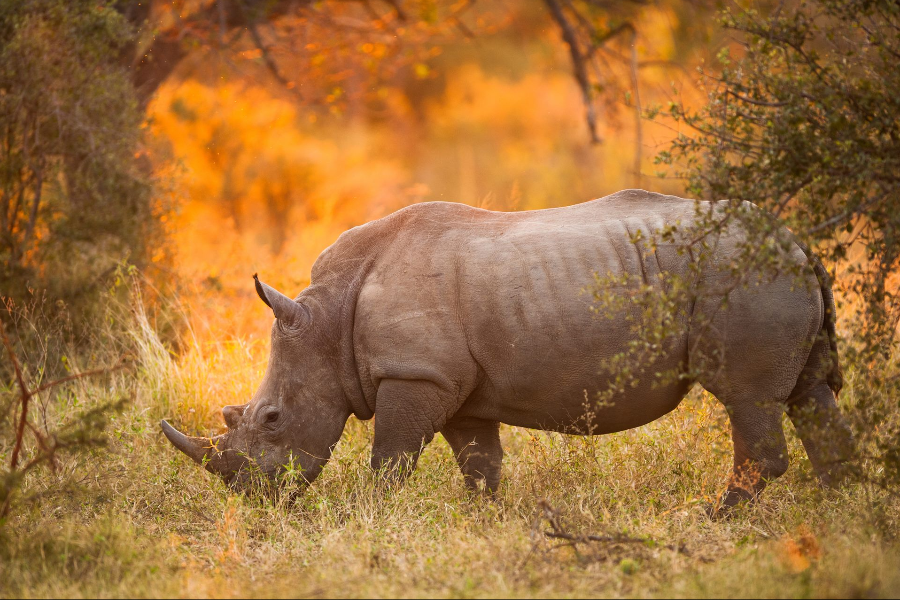 Rhino - ©Altezza Travel
