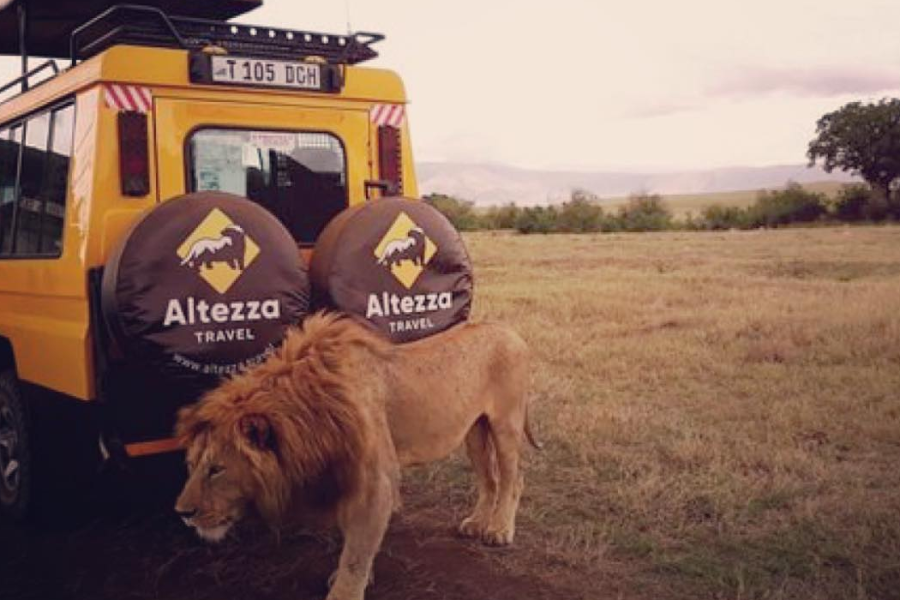 Lion - ©Altezza Travel