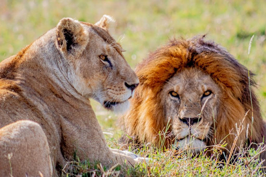Un photo de lions pris au Parc National de Serengeti - ©Enclose Africa Safaris