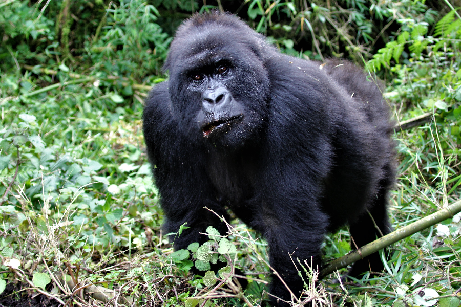 Gorille de montagne dans le parc national des volcans au Rwanda - ©Enclose Africa Safaris