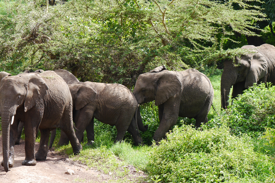Les les éléphants dans le parc de Tarangire en Tanzanie - ©Enclose Africa Safaris