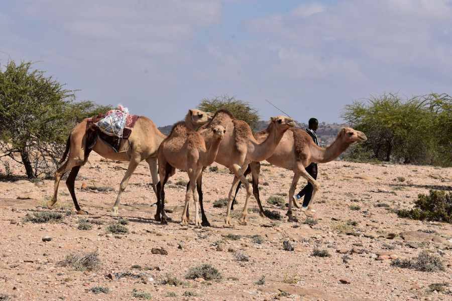 somaliland travel - ©somaliland travel