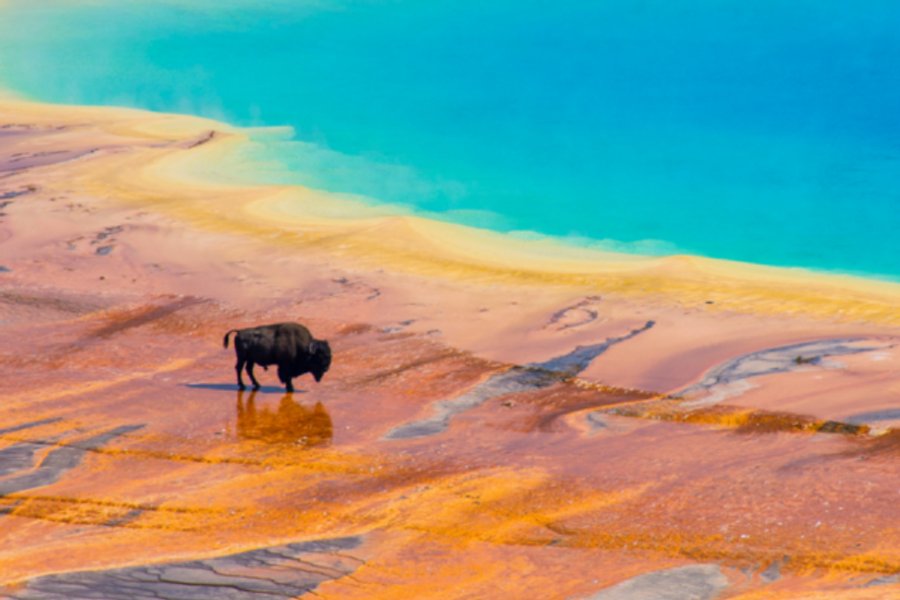 Bison à Yellowstone - ©-