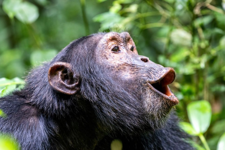 Treks Chimpanzés en Ouganda - ©Africa Safari Trips