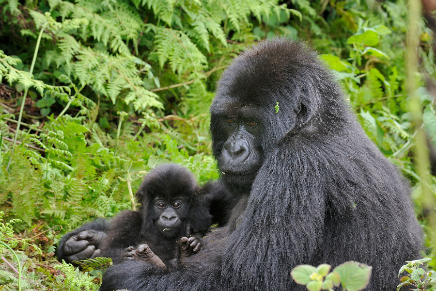 Trek aux gorilles en Ouganda - ©Africa Safari Trips