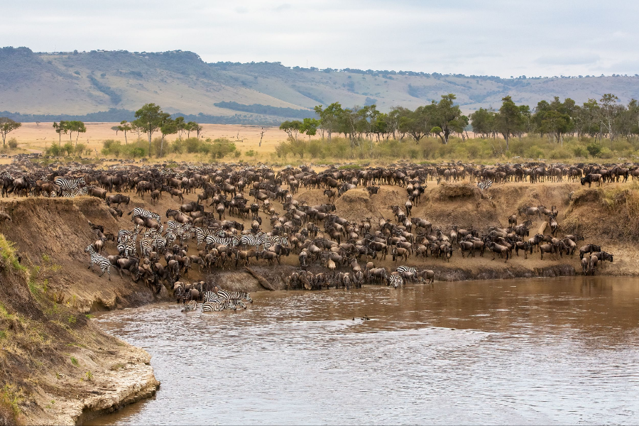 Grande migration au Kenya - ©Africa Safari Trips