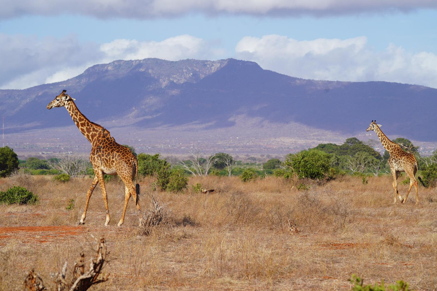 Giraffes au Kenya - ©Africa Safari Trips